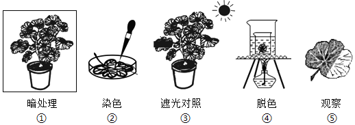 練習(xí)題及答案-江蘇初中生物七年級(jí)