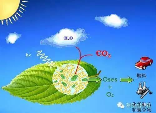 從自然開始:天然等級(jí)孔材料與合成材料