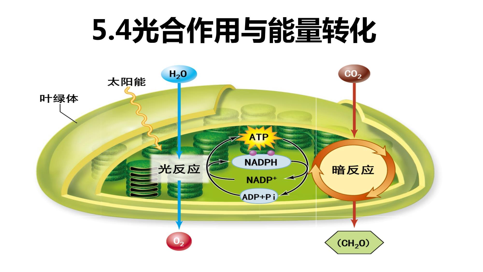 5.4光合作用與能量轉化課件高一上學期生物人教版必修1