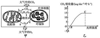 小麥植株進行光合作用和呼吸作用的最適溫度分別為25℃和30℃。下圖甲為小麥葉肉細胞中的部分代謝示意圖;圖乙是在CO2濃度一定、環(huán)境溫度為25℃、不同光照強度條件
