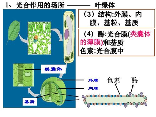 高一生物浙科版必修一 第三章 第五節(jié) 光合作用 隨堂課件 共42張ppt