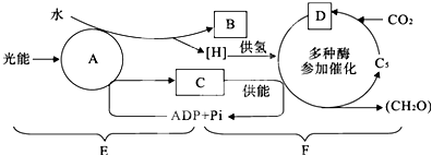 高等植物光合作用與呼吸作用過(guò)程中物質(zhì)變化關(guān)系解析