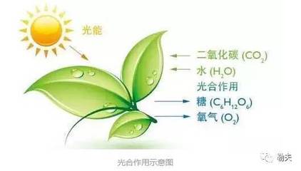 果樹(shù)的光合作用 自然奇跡的奇妙運(yùn)作