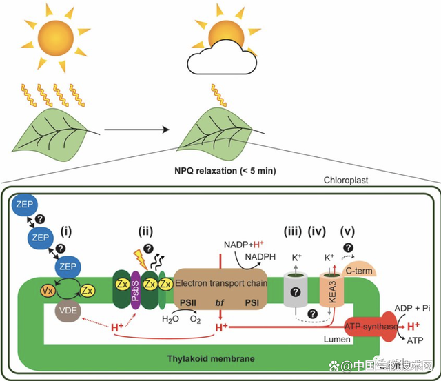 提高光合作用效率 大豆無(wú)肥增產(chǎn)20%的關(guān)鍵路徑