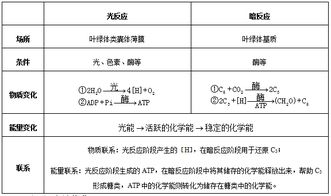光合作用的原理、過程與應(yīng)用