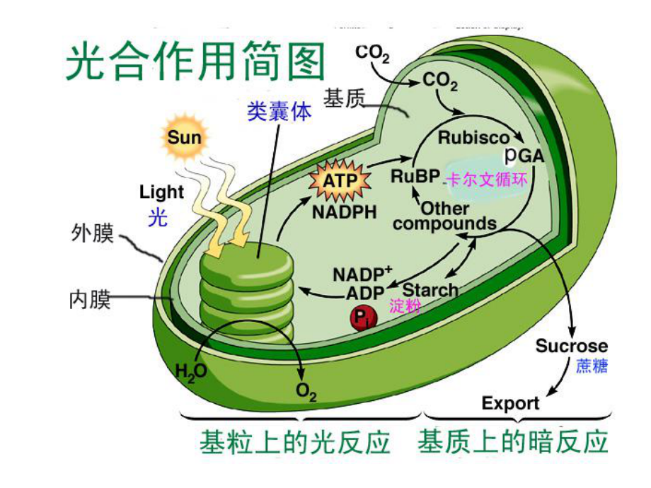 光合作用中的光反應(yīng)與電子傳遞過程