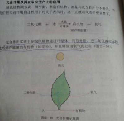 掐指一算，多肉臭美的日子可能不多了！光合作用的秘密與多肉植物的生存智慧