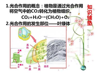 植物光合作用暗反應(yīng)中C3、C4和CAM途徑在古代食譜分析中的應(yīng)用