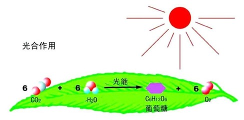 據(jù)說最美寢室里，都少不了它——光合作用