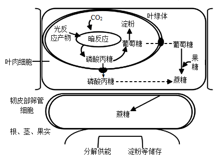 植物光合作用的產物 不止是淀粉與脂肪的生命之源